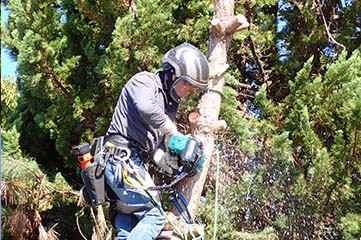 草抜き 草取り作業